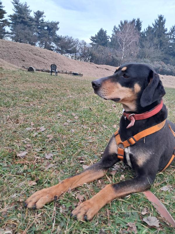 Skylar, una splendida simil segugia Foto 9